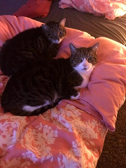 Hauskatzen Sandy und Gismo