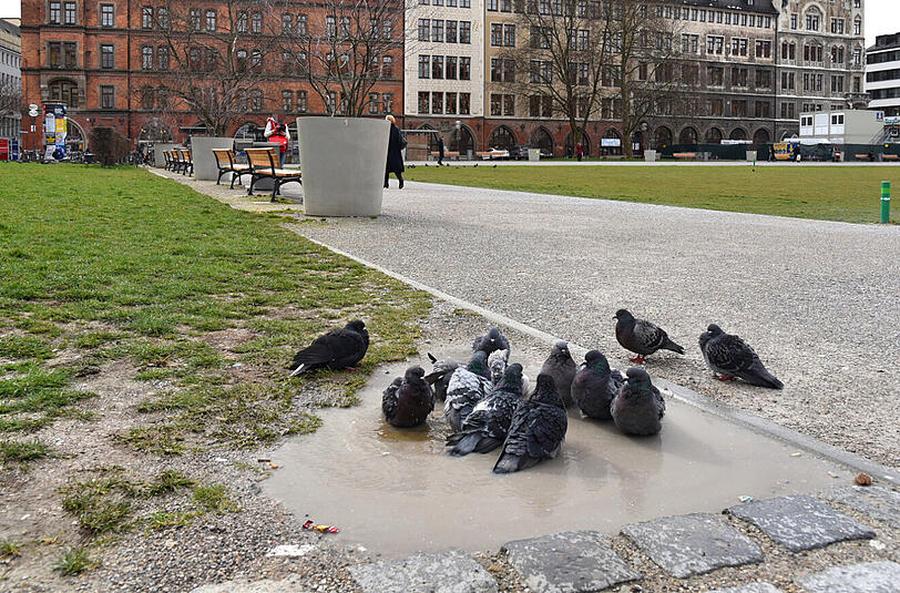 "Es ist Frühling und die Tauben genießen ein Freiluftbad. Dann wird geheiratet, Nest gebaut und eine neue Generation Tauben gebrütet." - so beschreibt AZ-Leser Djordje Matkovic seine Aufnahme im Marienhof.