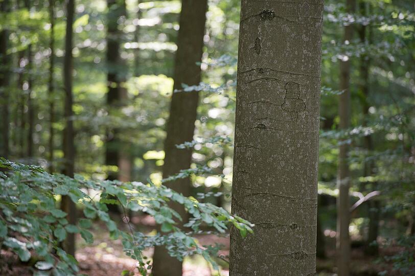 Idyllisch ist der Steigerwald noch immer - ab September aber kein Naturschutzgebiet mehr (Archivbild).