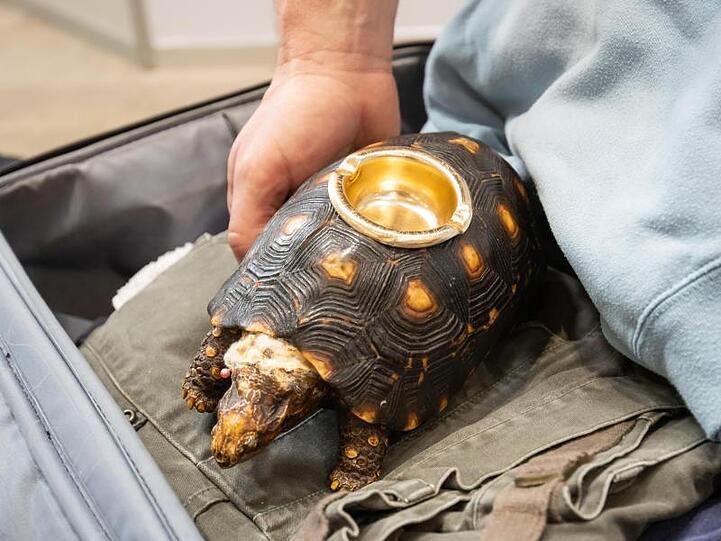 Ein vom Zoll beschlagnahmter Schildköten-Aschenbecher liegt am Flughafen Nürnberg. Foto: Daniel Karmann