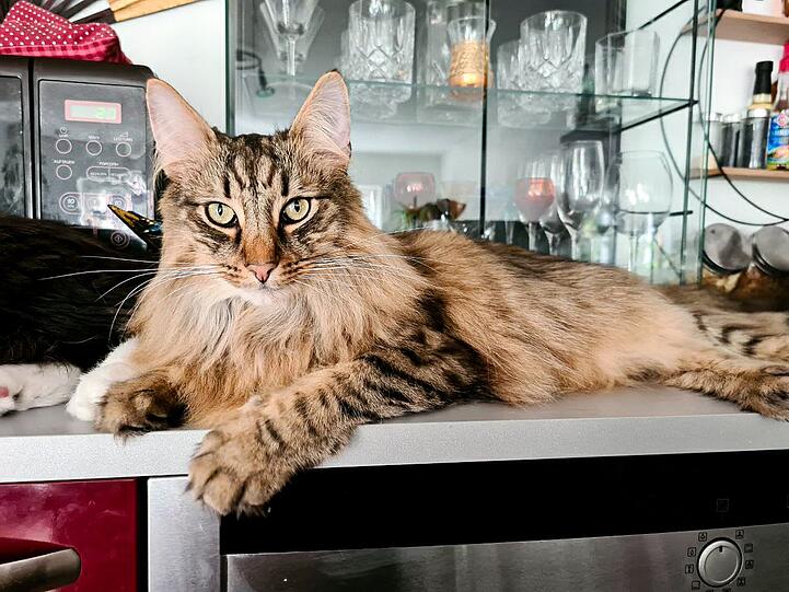 Loki