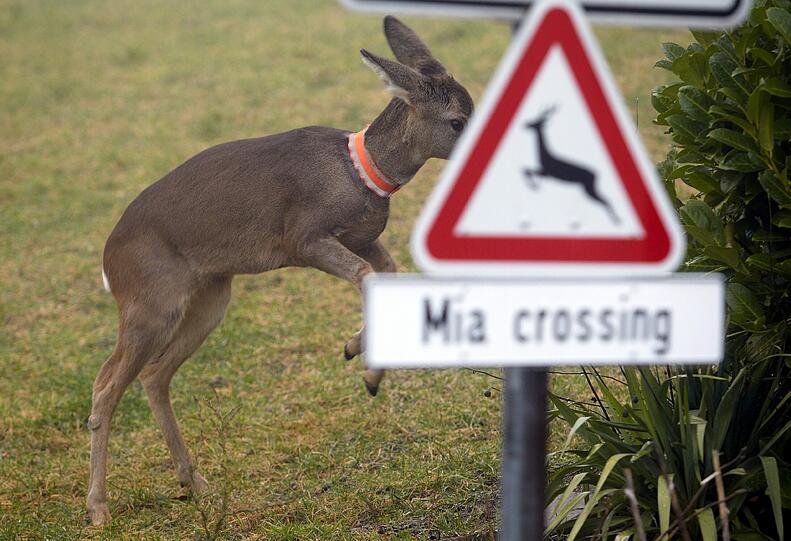 Rehdame Mia springt am Montag (09.01.2012) auf einer Wiese nahe dem Wohnhaus der Familie Ackermann in Ellscheid in der Vulkaneifel herum. Ein Hinweisschild "Mia crossing" mahnt die Autofahrer zur Vorsicht.
