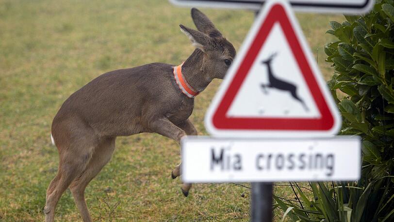 Rehdame Mia springt am Montag (09.01.2012) auf einer Wiese nahe dem Wohnhaus der Familie Ackermann in Ellscheid in der Vulkaneifel herum. Ein Hinweisschild "Mia crossing" mahnt die Autofahrer zur Vorsicht. Rehdame Mia springt am Montag (09.01.2012) auf einer Wiese nahe dem Wohnhaus der Familie Ackermann in Ellscheid in der Vulkaneifel herum. Ein Hinweisschild "Mia crossing" mahnt die Autofahrer zur Vorsicht.