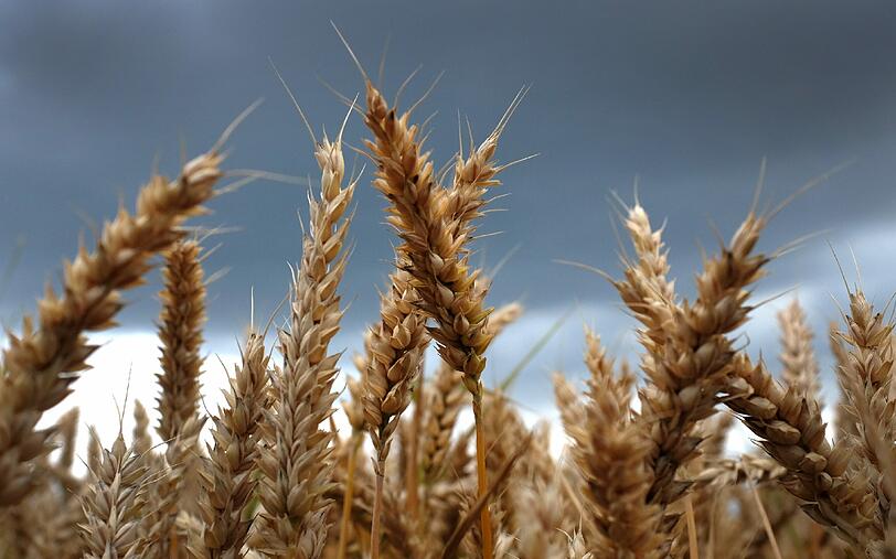 Der viele Regen hat in diesem Sommer die Weizen- und Rapsernte verdorben. Foto: Martin Gerten