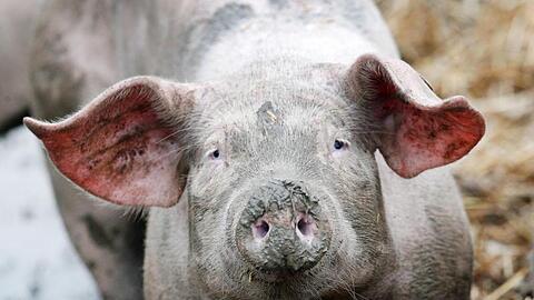 24 Prozent des Schweinfleisches in Deutschland soll derzeit nach Tierwohl-Standards erzeugt werden.