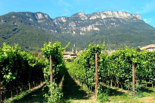 Es muss ja nicht immer Barbaresco sein: Auch in Kaltern in Südtirol gedeihen ausgezeichnete Rebsorten.