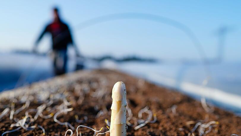 Die Spargelsaison beginnt laut dem Verband S&uuml;ddeutscher Spargel- und Erdbeeranbauer in Baden-W&uuml;rttemberg Mitte M&auml;rz. (Archivbild)
