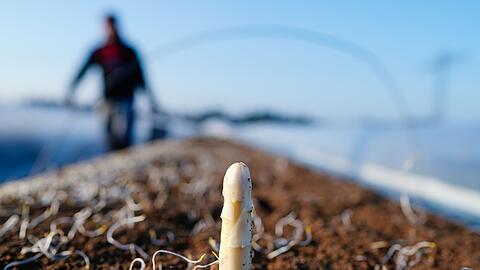 Die Spargelsaison beginnt laut dem Verband S&uuml;ddeutscher Spargel- und Erdbeeranbauer in Baden-W&uuml;rttemberg Mitte M&auml;rz. (Archivbild)