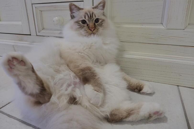 Max