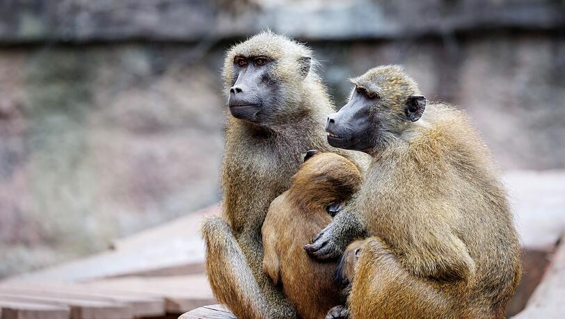 In dem Gehege leben laut dem Tiergarten mehr als 40 Paviane. Ausgelegt ist die Anlage für 25 Affen plus Jungtiere. (Archivbild)