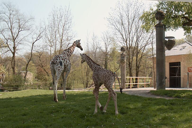 Ein zuckersüßes Giraffenbaby wartet im Tierpark Hellabrunn auf Besucher. Zwei Wochen ist es gerade alt. Hier gibt's schon mal die nettesten Fotos von dem putzigem Tierchen.