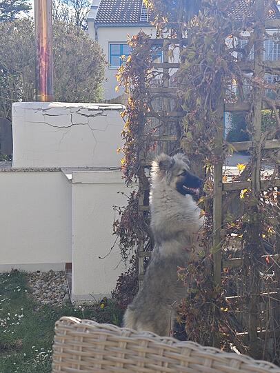 Vroni kommt aus Rumänien, hat als Welpe auf der Straße überlebt und ist jetzt der glücklichste Super-Wachhund der auf der Straße durch ihr unvergleichlich lächelnden Gesicht überall auffällt und die Blicke auf sich zieht.
