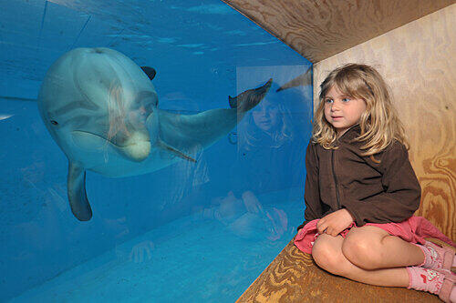 Ganz nah dran an den charmanten Meeres-Säugern: Sieben Große Tümmler sind derzeit hautnah im Nürnberger Delfinarium zu sehen.