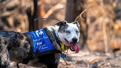 Bear wurde mit seiner feinen Nase im "Schwarzen Sommer" weltber&uuml;hmt. (Archivbild)