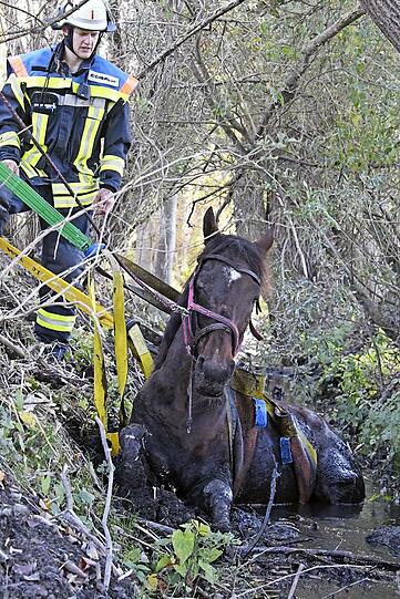 Die Feuerwehr zieht "Rio" mit vereinten Kräften aus dem Bachlauf. Die Bilder der Rettungsaktion.