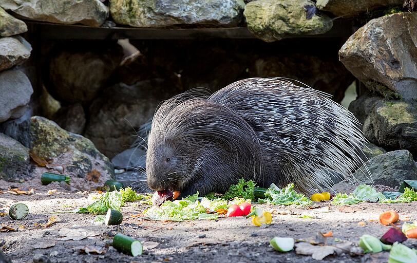 Dieses Stachelschwein lässt sich von den kühlen Temperaturen nicht aus der Ruhe bringen. Der Tierpark ist auch im Winter geöffnet.