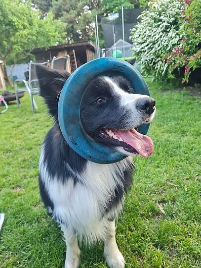 Buddy ist der tollste Hund, weil er durch seine wilde, verspielte und sanfte Art auch Menschen erreicht, die eigtl Angst vor Hunden haben. Als ich ihn 4 Wochen in Kurdistan dabei hatte war das wahrlich ein Abenteuer. Und die letzten 1,5 Jahre war er mein Anker während meines Krebses.