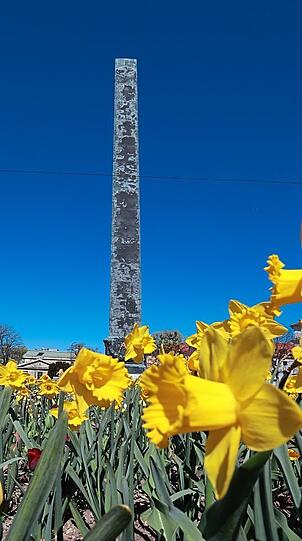 Umbl&uuml;ht von Osterglocken: der Obelisk am Karolinenplatz.