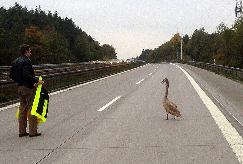 Ein Polizist versucht auf der A93 in der Nähe von Grünau einen Schwan von der Fahrbahn zu verscheuchen.
