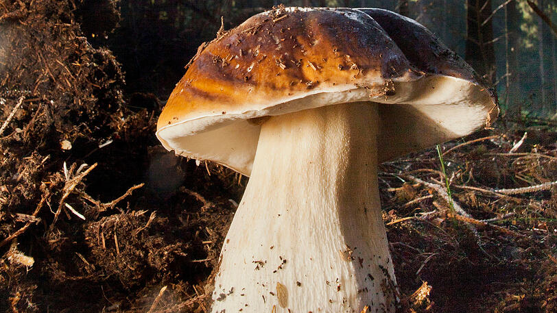 STEINPILZ: Essbar.