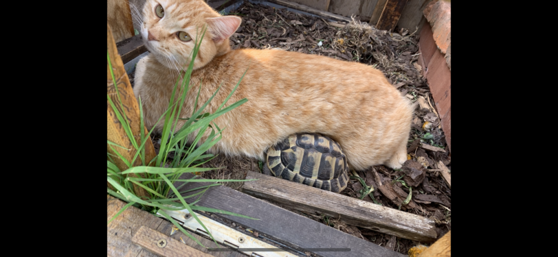 Kater Pumba und Schildkröte Bobbi