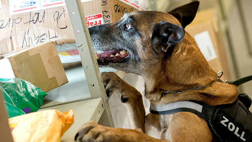 Eine Spanierin wollte im Jahr 2005 drei Kilogramm Heroin schmuggeln; Spürhund Isi entlarvte die Drogenkurierin.