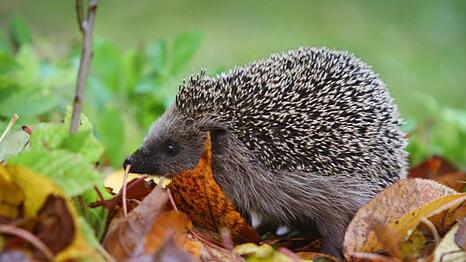 Nicht nur Igel brauchen im Herbst unsere Unterst&uuml;tzung