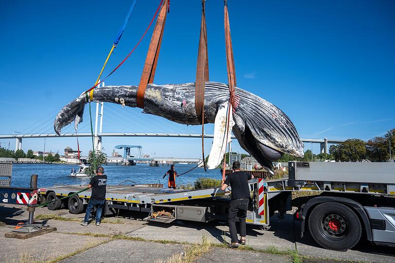Der tote Wal vom Greifswalder Bodden wird aus dem Wasser geholt. Der tote Wal vom Greifswalder Bodden wird aus dem Wasser geholt.