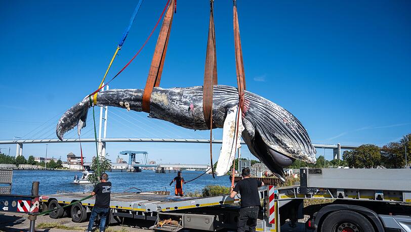 Der tote Wal vom Greifswalder Bodden wird aus dem Wasser geholt. Der tote Wal vom Greifswalder Bodden wird aus dem Wasser geholt.