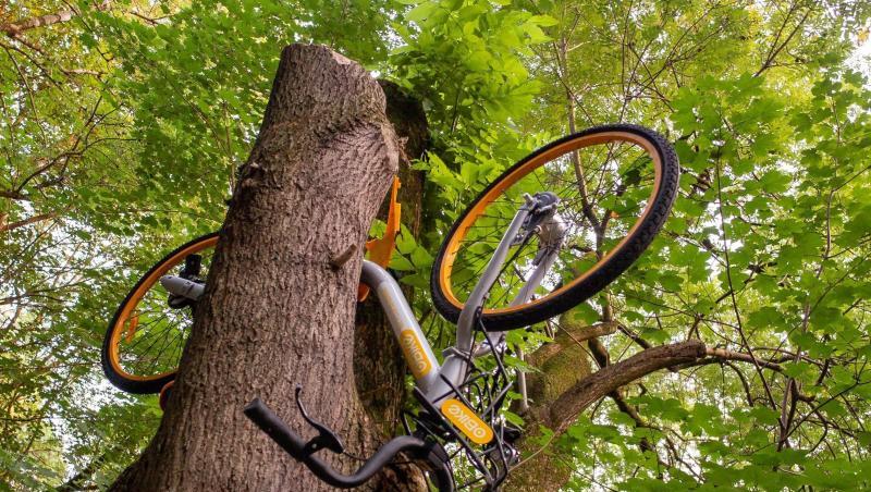 Ein Rad des Verleihunternehmens Obike hängt in München in einem Baum. Foto: Peter Kneffel/Archivbild Ein Rad des Verleihunternehmens Obike hängt in München in einem Baum. Foto: Peter Kneffel/Archivbild