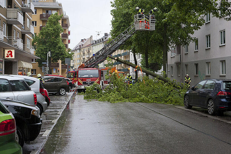 Schließlich lösen sich die Wurzeln aus der Erde, der Baum kippt um. Er fällt mitten auf die Straße, wo keine Autos stehen. Dort sollte er hin. Alles ist gut gegangen.