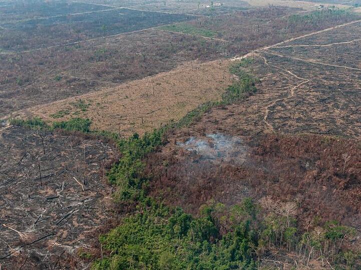 Verbrannte Waldfläche auf einem vom brasilianischen Institut IBAMA zur Verfügung gestellten Archiv-Bild.