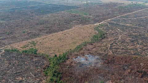 Verbrannte Waldfläche auf einem vom brasilianischen Institut IBAMA zur Verfügung gestellten Archiv-Bild.
