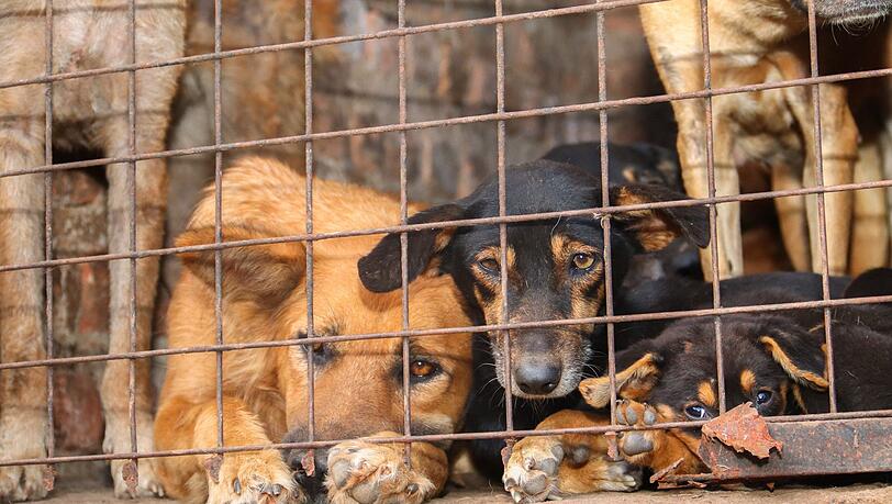 Für inszenierte Rettungsaktionen werden Tiere oft absichtlich misshandelt. Für inszenierte Rettungsaktionen werden Tiere oft absichtlich misshandelt.