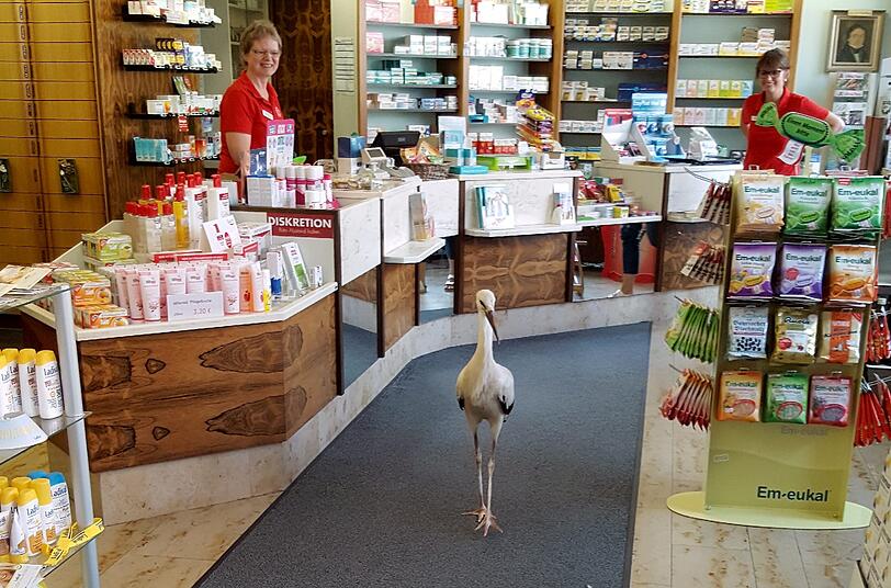 Zwischen Em-Eukal und Ladival: In Herzogenaurach ist plötzlich ein Jungstorch in eine Apotheke spaziert. Er marschierte ohne Scheu herum, erzählt Helmut Biehler der AZ.