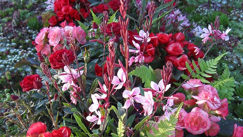 Ein mit Blumen geschmücktes Grab. (Symbolbild) Ein mit Blumen geschmücktes Grab. (Symbolbild)