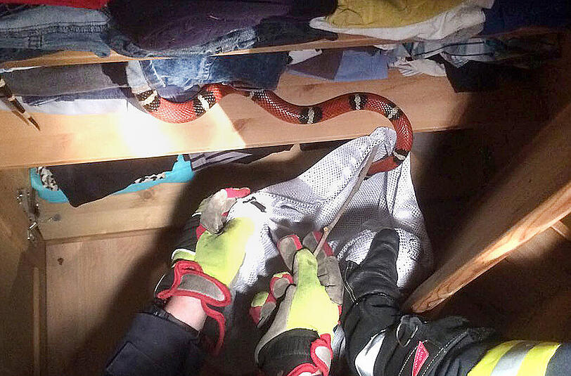 Die Schlange versteckte sich im Schrank, die Feuerwehr fand sie trotzdem.