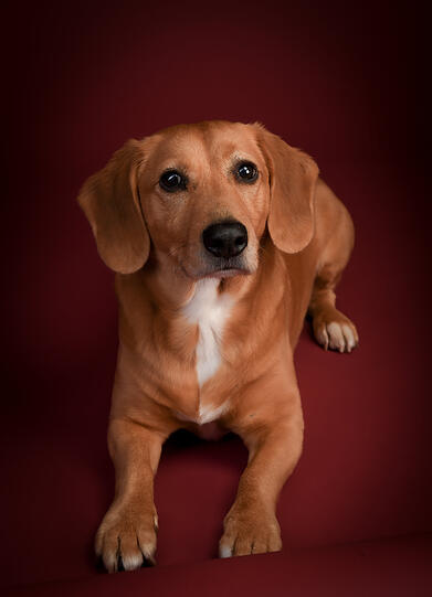 Toby ist am 01.06.2015 auf die Welt gekommen, die ersten 2 Jahre seines Lebends verbrachte er in einer Horror Wohnung an der Leopoldstrasse eingesperrt im Bad und unterernährt. Der Tierschutz hat ihn schließlich befreit und zu uns weitervermittelt. Seit 2017 leben wir zusammen als tolle Familie.