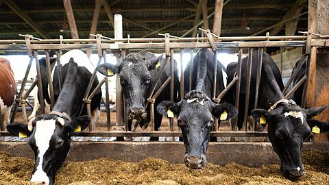 Schon im vergangenen Jahr waren nach Bauernprotesten in der EU Erleichterungen f&uuml;r Landwirte beschlossen worden. (Archivfoto)