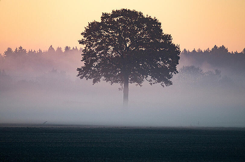 Wenn sich der Morgennebel verzieht, wird es in Bayern traumhaft mild und sonnig, doch "normal" ist dieses Wetter nicht.