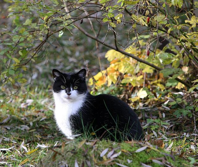 Diese Katze hat es sich im Herbstlaub gemütlich gemacht.
