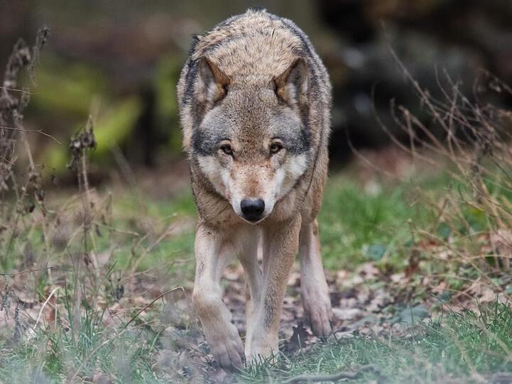Ein Europäischer Wolf (Canis lupus lupus) streift durch ein Gehege. Foto: Julian Stratenschulte/Archivbild