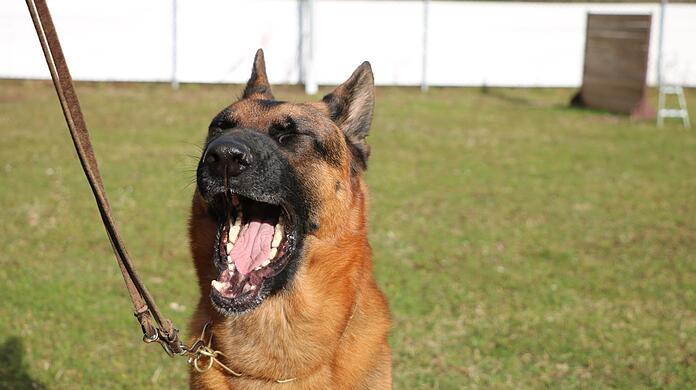 Zum Jaulen: Sollte sich der Stadtrat im Haushaltsplenum am Freitag gegen eine Bezuschussung des Schäferhundevereins aussprechen, könnte die Landshuter Ortsgruppe mittelfristig den Status als Körort verlieren: "Das wäre wohl so etwas wie das Ende", sagt die Zuchtwartin. Schäferhund Aurin müsste sich dann ebenfalls neue Spielkameraden suchen.