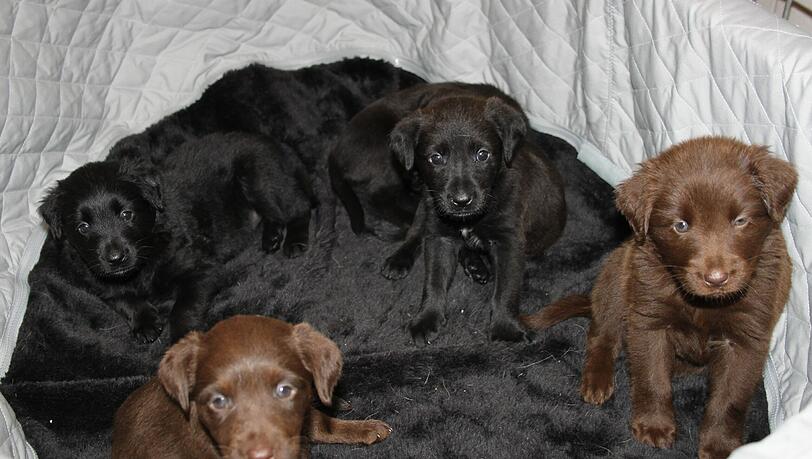 Diese Welpen brauchen dringend ihre Mama. Diese Welpen brauchen dringend ihre Mama.
