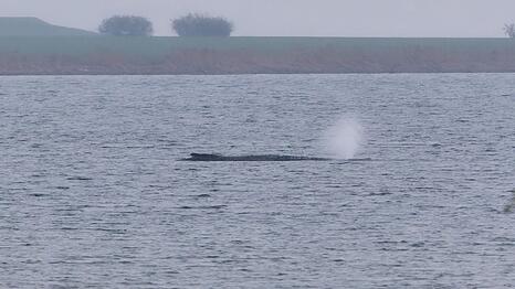 Der Zustand des gestrandeten Wals vor der Insel Poel ist unver&auml;ndert. (Archivbild)