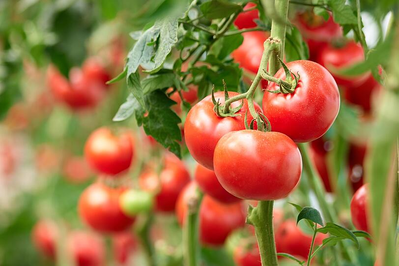 Doch so einfach macht es uns die Tomate nicht, denn sie besitzt auch Eigenschaften, die sie als Gem&uuml;se auszeichnet: einen niedrigen Zuckergehalt und eine nur einj&auml;hrige Kultivierung der Pflanze. So spricht man im Gartenbau entsprechend von Obst, wenn die Fr&uuml;chte von verholzenden Pflanzen mehrj&auml;hrig Fr&uuml;chte tragen. Die Tomate ist somit eine Mischform: Fruchtgem&uuml;se.