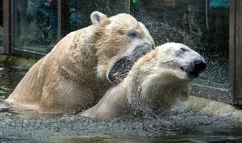 So balzt der Hellabrunn-Bewohner: Am Valentinstag bietet der Tierpark spezielle Führungen zum Liebesleben der Tiere an.