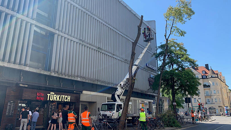 Einen Tag, nachdem die Gutachter Zugversuche gemacht haben, rücken Baumpfleger mit der Säge an. Alle Robinien neben dem Karstadt in der Feilitzschstraße werden gefällt.