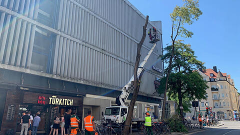 Einen Tag, nachdem die Gutachter Zugversuche gemacht haben, rücken Baumpfleger mit der Säge an. Alle Robinien neben dem Karstadt in der Feilitzschstraße werden gefällt.