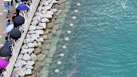 Der Hai Bukang-i ist in Busan zum Touristenmagneten geworden.